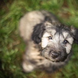 Border Collie and Skye Terrier Puppies from Skyward Farms