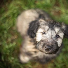 Border Collie and Skye Terrier Puppies from Skyward Farms