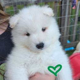 Green boy - White and biscuit male Samoyed puppy in Elwell, Michigan from Limelight Samoyeds