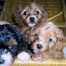 Cavapoos and Poodles from Honey Bit Kennels