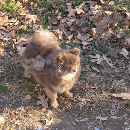 Zay - Pomeranian