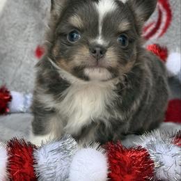 Bluey - Blue and tan male Chihuahua puppy in Newport Beach, California from Exotic City Pomeranians and chihuahuas