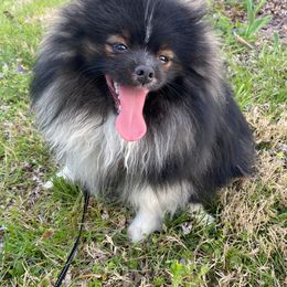 Connor - Pomeranian
