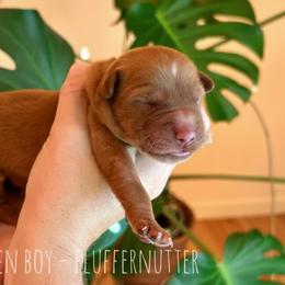 Fluffernutter - Dark golden male Golden Retriever puppy in Salt Lake City, Utah from Pitchpine Retrievers