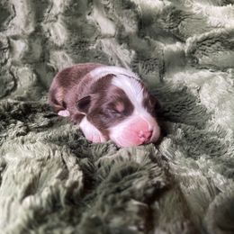 Australian Shepherd Puppies from Burdock Hill Australian Shepards