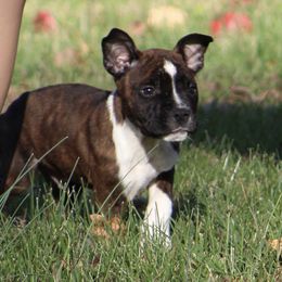 Linus - Black brindle male American Staffordshire Terrier puppy in Guilford County, North Carolina from Explicit Kennel