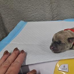 Red collar - Gray and fawn female Cane Corso puppy in Fritch, Texas from Carrie Brown's Cane Corsos