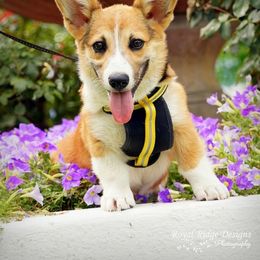 Pembroke Welsh Corgi Puppies from Royal Ridge Corgis