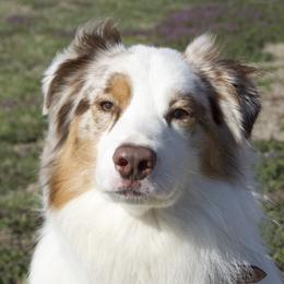 Australian Shepherds from Cobler Farms