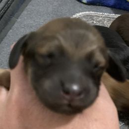 2 male shaded cream longhair - Cream male Dachshund puppy in Bethany, Connecticut from Mardox Dachshunds