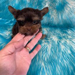 Girl 3 - Chocolate and tan female Yorkshire Terrier puppy in Belpre, Ohio from Blackwoods Yorkies