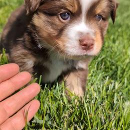 Bloom - Red tri-color male Miniature American Shepherd puppy in Harrisonville, Missouri from Trailside Mini Aussies