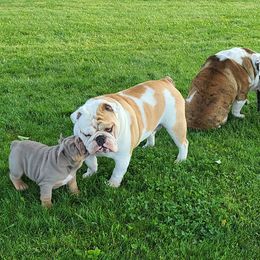 Bulldog Puppies from Pappy's Bullies