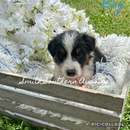 Australian Shepherd Puppies from Smith Southern Aussies