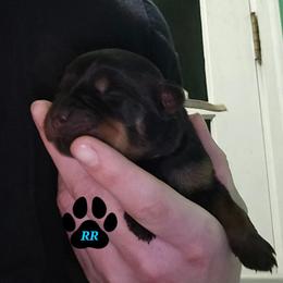 Lilac - Black and mahogany female Rottweiler puppy in Tangent, Oregon from Raya's Royals
