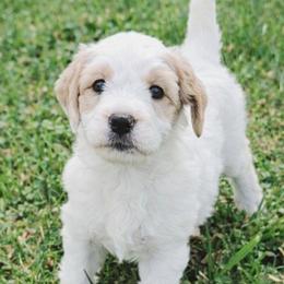 Diamond - Parti female Goldendoodle puppy in Hendersonville, Tennessee from Ben's Best Buddy Goldendoodles