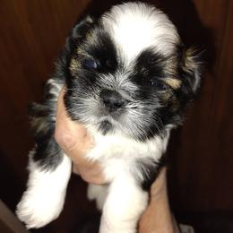 Davey - Ziggy - Tricolor male Shih Tzu puppy in Palmyra, New York from Karen's Tzus of Palmyra-Macedon