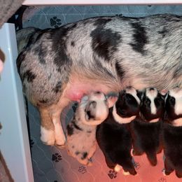 "Brimley and her babies " Cardigan Welsh Corgi Puppies from Old Oak Cardigan's