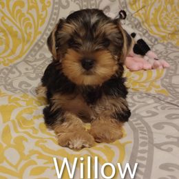 Willow - Black and tan female Yorkshire Terrier puppy in Honoraville, Alabama from Yorkies by the Dozen