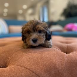 Goldendoodle Puppies from Lady Paws Puppies