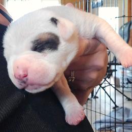 Beau - White and brown male American Bulldog puppy in Abita Springs, Louisiana from Slumski's Bulldogs