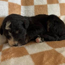 Little Joe - Phantom male Bernedoodle puppy in Holden, Missouri from Mid-West Bernedoodles