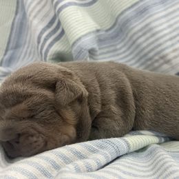 Bulldog Puppies from Pikabullz