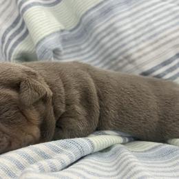 Bulldog Puppies from Pikabullz