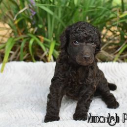 Poodle Puppies from Anna-Ash Poodles