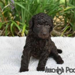Poodle Puppies from Anna-Ash Poodles
