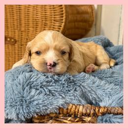 Boy 1 - Ruby male Cavachon puppy in Smoot, Wyoming from Designer Mountain Mutts