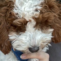 Poodles from Paws in the Country