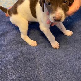 German Shorthaired Pointer Puppies from Albemarle German Shorthaired Pointers