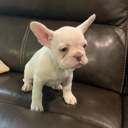 Boxer and French Bulldog Puppies from Beachside Boxers and Frenchies