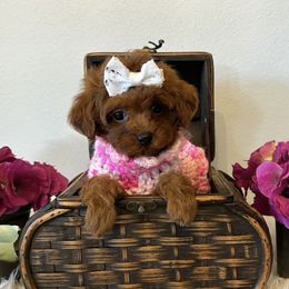 Girl 2 - Red female Maltipoo puppy in Okc, Oklahoma from Diva’s Designer Dogs
