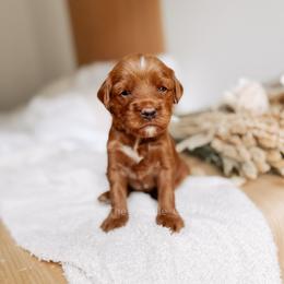 Horseshoe - Red  male Goldendoodle puppy in Syracuse, Indiana from The Doodle Cove