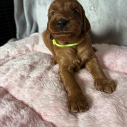 Boy 2 - Mahogany male Irish Setter puppy in Colville, Washington from Daesyn Setters