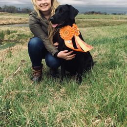 Labrador Retriever All Grown Up from Kicking Bird Gun Dogs