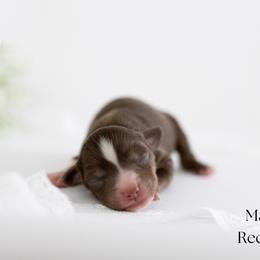 Stetson - Red tri male Miniature Australian Shepherd puppy in Wooster, Ohio from Kari's Mini Aussies