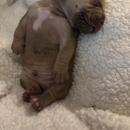Liver - Brown male Boerboel puppy in Flemingsburg, Kentucky from Aussgardian Boerboels
