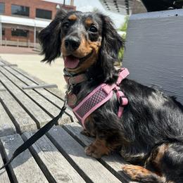 Missy Mae - Dachshund