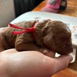 Bubbly - Red and white female Cockapoo puppy in Adrian, Oregon from ApplebyFarm