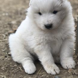 Samoyed Puppies from Morning Star Samoyeds