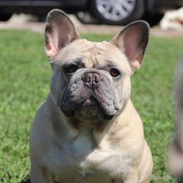 Peanut - French Bulldog