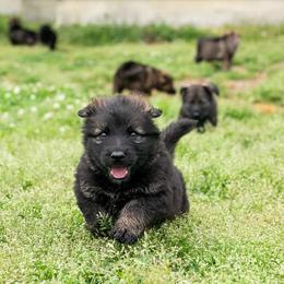 German Shepherd Puppies from Reign Land