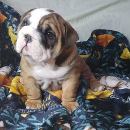 Bulldog Puppies from Illinois Bullies Kennel