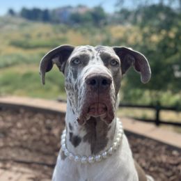 Stella - Great Dane