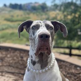 Stella - Great Dane