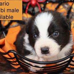 Mario - Black & white male Australian Shepherd puppy in Squaw Valley, California from A&M Australian Shepherds