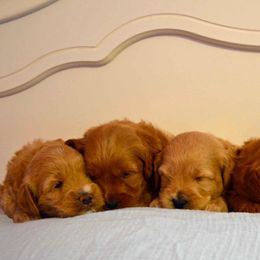 Labradoodle Puppies from Rainbow Row Labradoodles, LLC